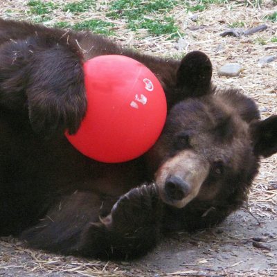 Honey playing with Red Toy